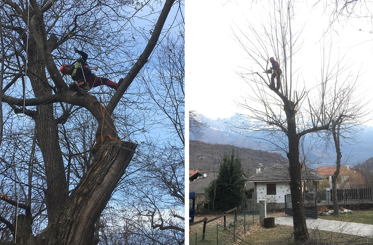 Azienda Agricola Pognante, tree climbing